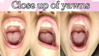 Close up of yawns