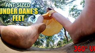 360 VR - Ant Sized Under Danes Feet - HD 1080p Version - Regular Bitrate