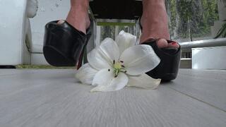 Crushed a white flower with platform shoes bb