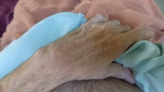 The Brotherhood of Cock