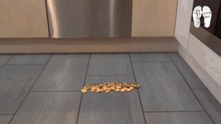 Cookies on the floor