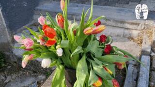 Flowers under Sneakers