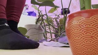 Tiny’s Bath: Warm Water and Wet Barefoot Care