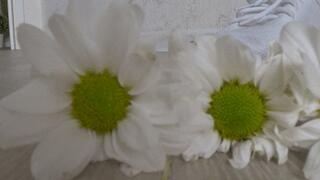 Crushed 7 daisies with white sneakers b