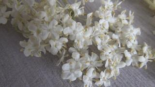 Trampled elder flowers with bare feet aa