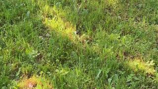 LLC Cast Leg, fresh cast, crutching