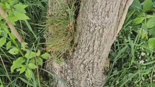 Outdoor Pee Piss Compilation