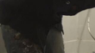 Enema and Expulsion Belly Noises