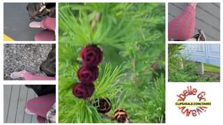 ASMR Outdoors Nature Edition Finding Mini Pine Cones Brown and Red
