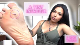 A Tiny Intruder - VORE