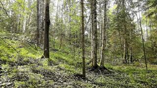 A girl runs through the forest and a maniac does not watch her as she jerks off