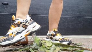 Crushing Aloe Vera plant with Buffalo sneakers