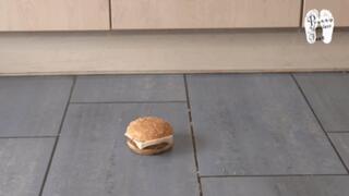 Burgers under CAT Sneakers