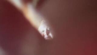 POV: Giantess Takes Her Tiny To A Meeting