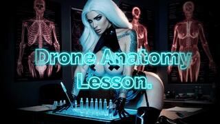 Drone Anatomy Lesson