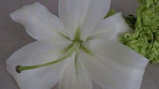 Many flowers were crushed ST