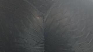 My farts in leggings sitting on your cock throwing out vibrant farts enclosed in my leggings