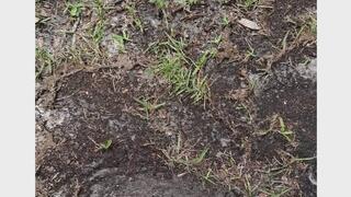 Dirty Mailbox Walk: Sand Between My Toes