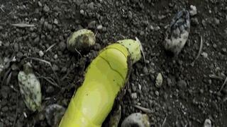 Dangerous Hunters of a giantess-3 MP4