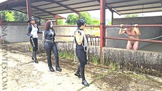 STABLE BULLWHIP WHIPPING in SPAIN - 01