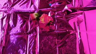 Playing with cabbage in the middle of its pronounced arches (7)