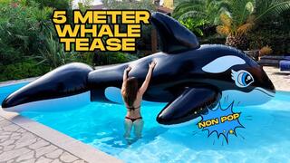 5 meter whale tease
