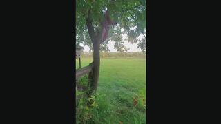 Dress Stuck in Tree Panties Exposed Wedgie