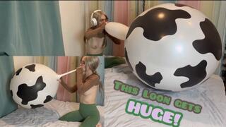 24 inch Cow Print Loon Gets Blown to Shreds (B2P)