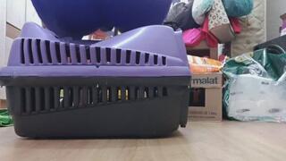 Butt crushing 100kg, 220lbs sitting in a transport box