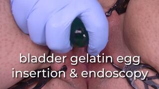 bladder gelatin egg insertion & endoscopy