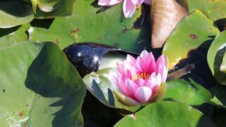 Lost Shoe in the Lilypads!