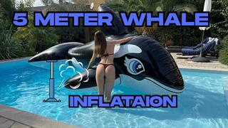 5 meter whale inflation