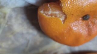 STACY MAKES ORANGE MARMALADE