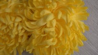Trampled 2 yellow chrysanthemums a