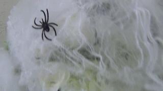 Swallowed 3 spiders a