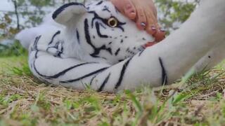 Crushing large tiger barefoot