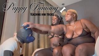 Puppy training | teaching new tricks