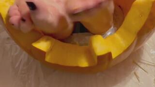 SwissFeetADVs feet and treat