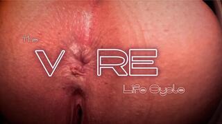 Vore Life Cycle