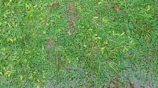 Pies Mojados y barro: placer bajo la lluvia.