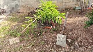 I spent the afternoon scratching my feet while pruning the bush around my house (3)