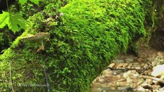 BNWO Natural Affirmations - ASMR (1)