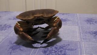 Eat a Big Monster ORDER a