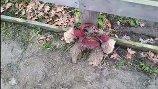 a soft toy has to suffer from cute white dirty buffalo