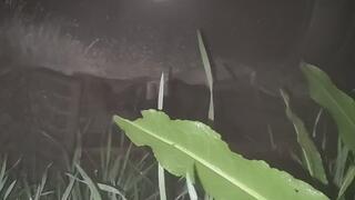 Warmed Little engine with soft rev