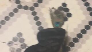 BDSM Fetish Story MP4