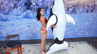 Nova Inflates Orca Whale by Mouth HD (1920x1080)