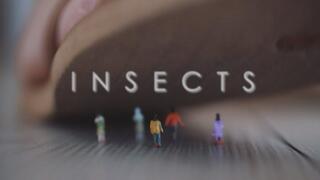 Insects - Danielle Maye
