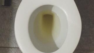 GOLDEN PEE IN MY TOILET PROFIT PERCENT SITTING