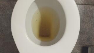 GOLD PEE IN MY TOILET PROFIT PERCENT SITTING